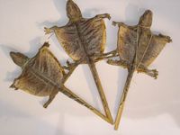 蛤蚧-中药材药用