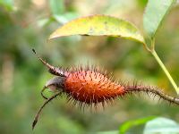 金樱子果实 金樱子果实