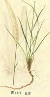 白茅-画图