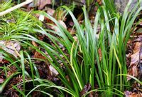 石菖蒲-原植物（图1)