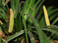 石菖蒲(图3) 石菖蒲(图3)