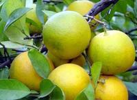 枳实-果实 枳实-果实