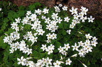 爱尔兰国花白花酢浆草