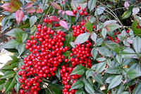 南天竹果实 南天竹果实