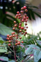 南天竹果实 南天竹果实