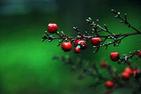 南天竹果 南天竹果