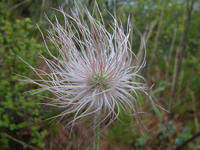 白头翁-原植物 白头翁-原植物