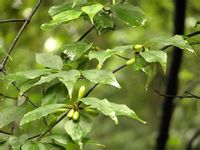 山茱萸-原植物 山茱萸-原植物