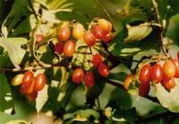 山茱萸-果实 山茱萸-果实