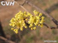 山茱萸花 山茱萸花