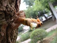 破蜕新蝉 破蜕新蝉