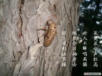 七绝题蝉蜕