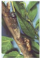 蚱蝉-进化 蚱蝉-进化