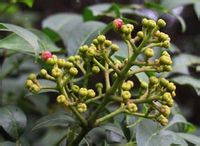 吴茱萸-原植物形状