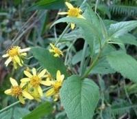 功能主治 功能主治