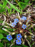 原植物-龙胆(图1)