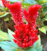 鸡冠花2 鸡冠花2