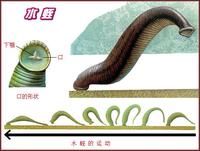 水蛭-解剖图