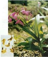 白及-原植物 白及-原植物