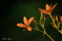 园艺栽培的射干