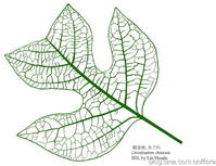 鹅掌楸(Liriodendron chinense)的叶 鹅掌楸(Liriodendron chinense)的叶