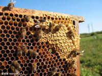 蜂巢 蜂巢