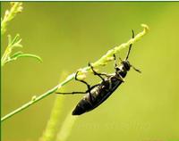 斑蝥-昆虫原态 斑蝥-昆虫原态