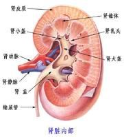 肾脏