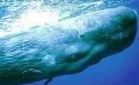 抹香鲸