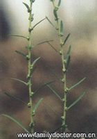 地肤子-植物源生态