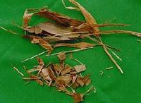 淡竹叶中药饮片