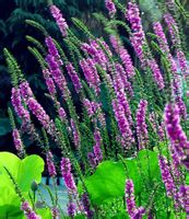 图1:千屈菜 图1:千屈菜