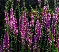 图4:千屈菜 图4:千屈菜