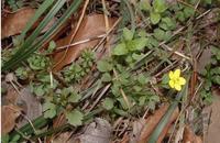 猫爪草原植物小毛茛(图1)