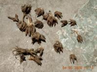 猫爪草-中药材(图3)