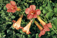 凌霄花(图6) 凌霄花(图6)