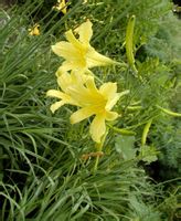 黄花菜又名金针菜