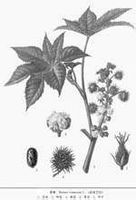 五加皮-植物性状 五加皮-植物性状