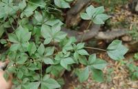 细柱五加-原植物(图3) 细柱五加-原植物(图3)