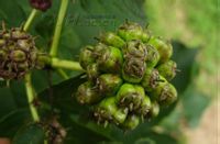 五梗五加-原植物(图4) 五梗五加-原植物(图4)