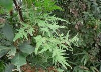 海金沙-植物源生态