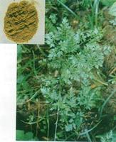 海金沙-植物性状 海金沙-植物性状