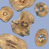 中药材-香橼(图2)