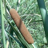 蒲草-原植物 蒲草-原植物