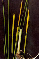 蒲黄狭叶香蒲 蒲黄狭叶香蒲