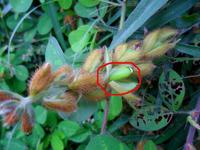 野百合（宿存花苞内的荚果）