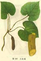 关木通-植物性状