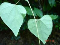 防己叶子 防己叶子