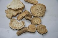 防己-中药材 防己-中药材