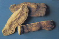 防己-药用部分 防己-药用部分